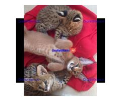 Savannah-kittens beschikbaar