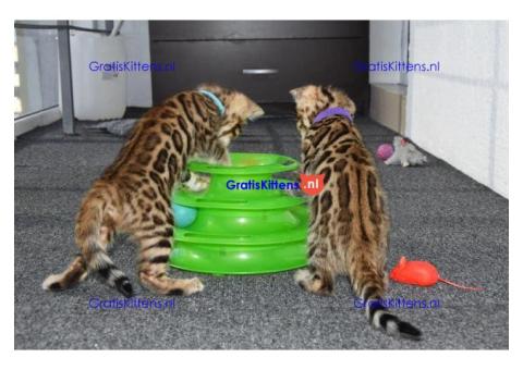 Rasechte vrouwelijke bruine Bengaalse kitten