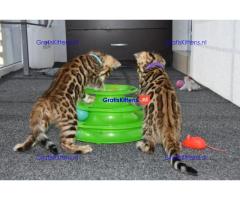 Rasechte vrouwelijke bruine Bengaalse kitten