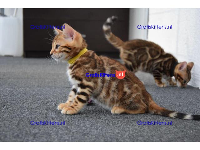 Rasechte vrouwelijke bruine Bengaalse kitten