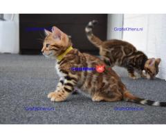 Rasechte vrouwelijke bruine Bengaalse kitten