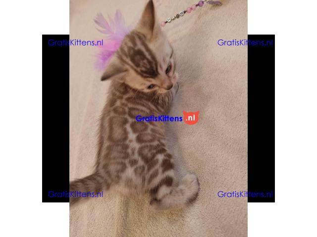 Bengaalse kitten, mannelijk en vrouwelijk