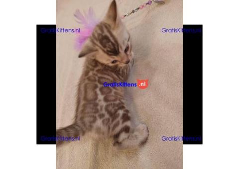 Bengaalse kitten, mannelijk en vrouwelijk