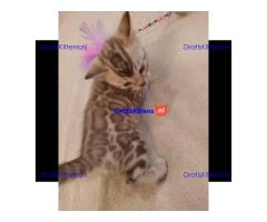 Bengaalse kitten, mannelijk en vrouwelijk