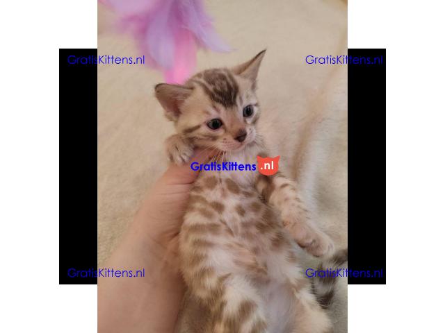 Bengaalse kitten, mannelijk en vrouwelijk