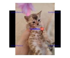 Bengaalse kitten, mannelijk en vrouwelijk