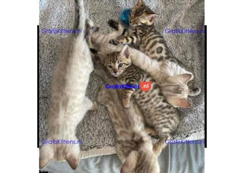 Thuis opgevoed Schattige Bengaalse kittens voor adoptie