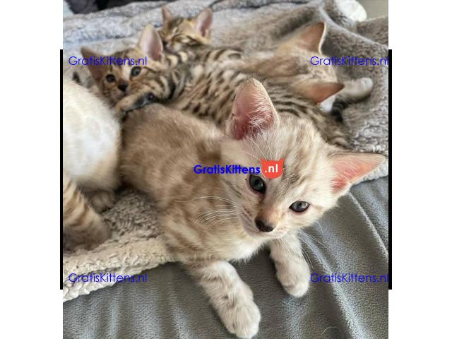 Thuis opgevoed Schattige Bengaalse kittens voor adoptie