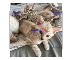 Thuis opgevoed Schattige Bengaalse kittens voor adoptie