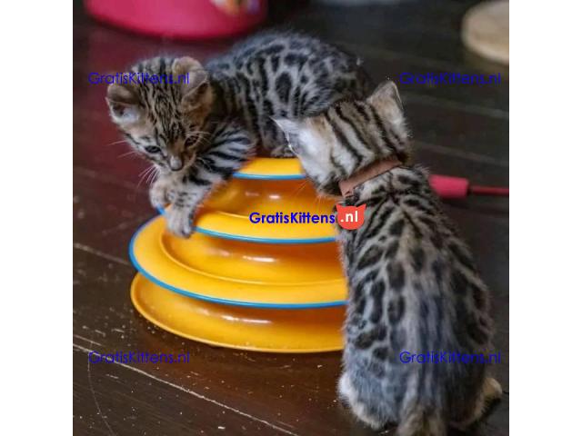 Bengaalse kittens????????