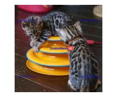 Bengaalse kittens????????