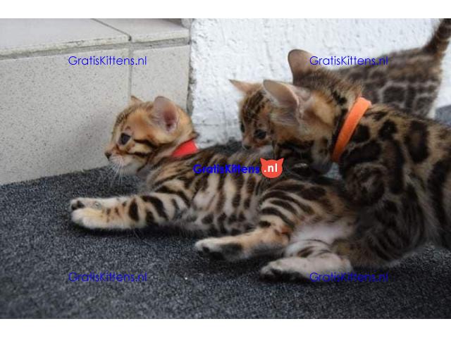 Bengaalse kittens????????
