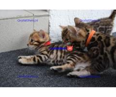 Bengaalse kittens????????