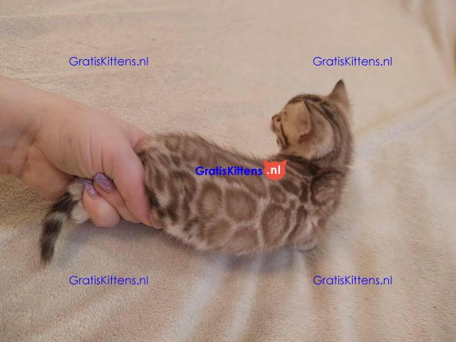 Prachtige rozetachtige mannelijke en vrouwelijke Bengaalse katten