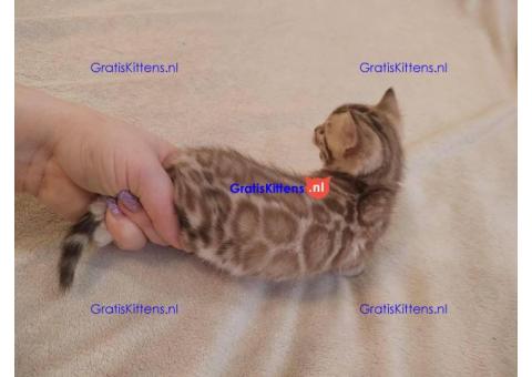 Prachtige rozetachtige mannelijke en vrouwelijke Bengaalse katten