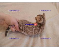 Prachtige rozetachtige mannelijke en vrouwelijke Bengaalse katten