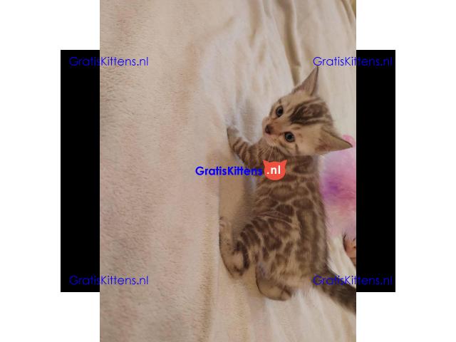 Prachtige rozetachtige mannelijke en vrouwelijke Bengaalse katten