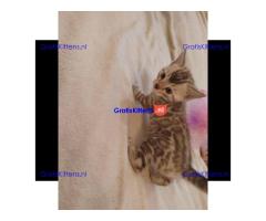 Prachtige rozetachtige mannelijke en vrouwelijke Bengaalse katten