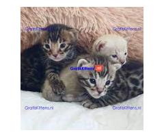 Thuis opgevoede Bengaalse kittens voor kersthuizen