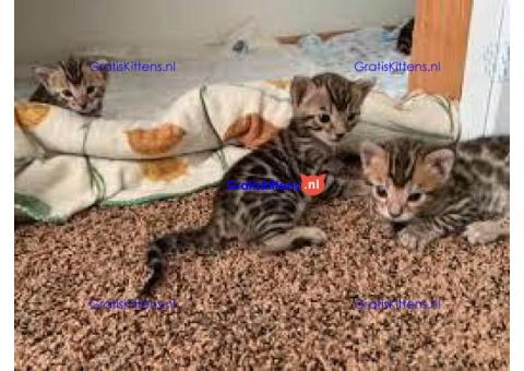 schattige Bengaalse kittens zijn nu klaar
