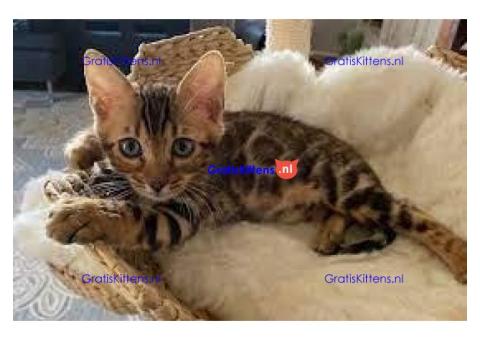 Mannelijke en vrouwelijke Bengaalse kittens klaar voor adoptie