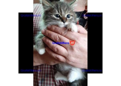 Cattery Kittens te koop €100 Whatsapp-nummer:+32 460224753