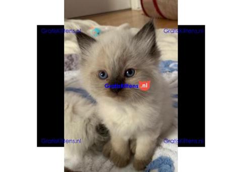 Cattery Kittens te koop €100 Whatsapp-nummer:+32 460224753