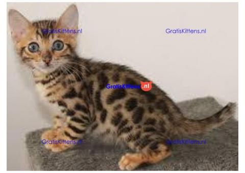 perfecte Bengaalse kittens voor adoptie