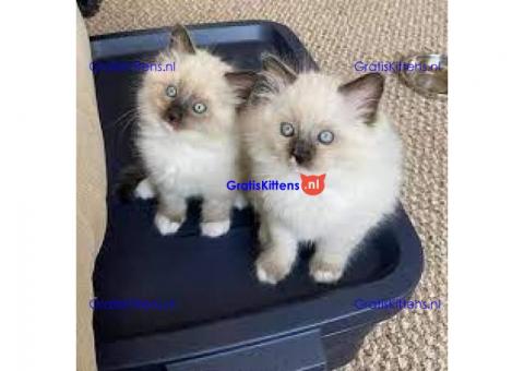 ragdoll kittens voor adoptie