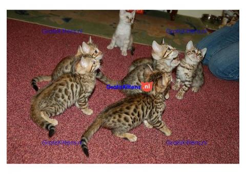 Mooie Baby Bengaalse kittens