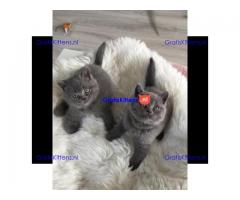 Blauwe Brits korthaar kittens