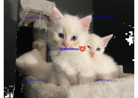 4 kleine Turkse Angora kittens