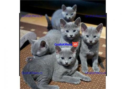 3 blauwe geregistreerde Russische blauwe kittens