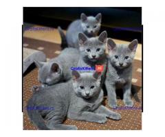 3 blauwe geregistreerde Russische blauwe kittens