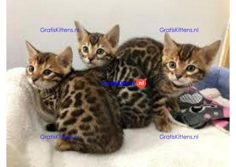 super Bengaalse kittens voor adoptie