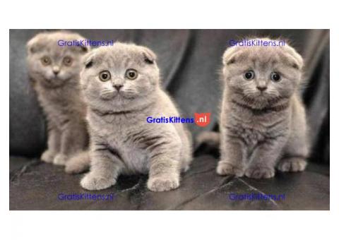 Mooie Scottish Fold kittens klaar