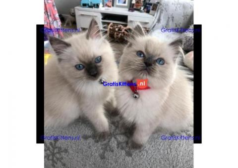 Ragdoll-kittens