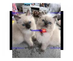 Ragdoll-kittens