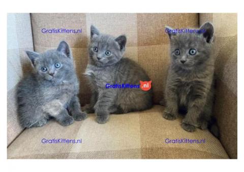 Russische blauwe kittens