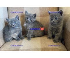 Russische blauwe kittens