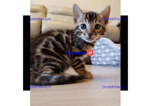 Bengaalse kittens te koop