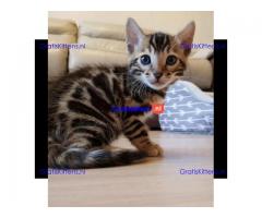 Bengaalse kittens te koop