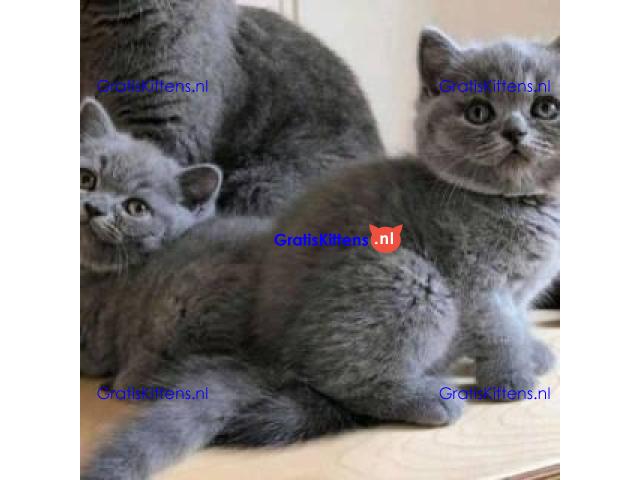 Raszuivere, stamboom, rasstandaard Brits korthaar mooie 6 maanden oude kitten te koop van fokker.