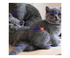 Raszuivere, stamboom, rasstandaard Brits korthaar mooie 6 maanden oude kitten te koop van fokker.