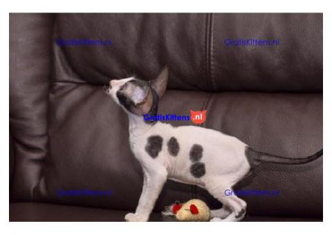 Cornish Rex Kittens