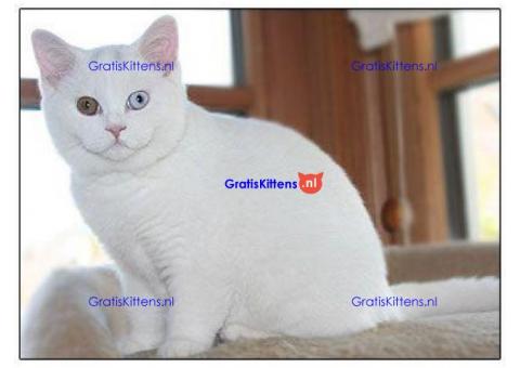 Raszuivere, stamboom, rasstandaard Brits korthaar mooie 6 maanden oude kitten te koop van fokker. W