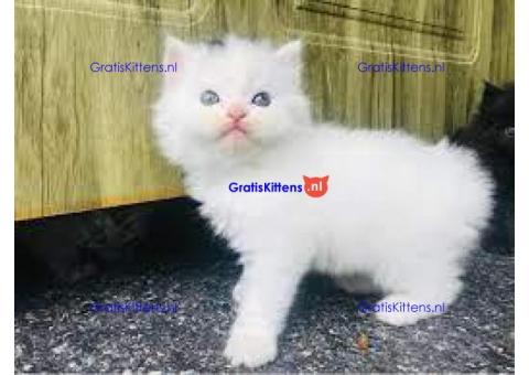 lieve perzische kittens ter adoptie