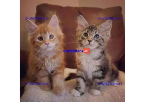 schattige mannelijke en vrouwelijke Maine Coon-kittens voor adoptie