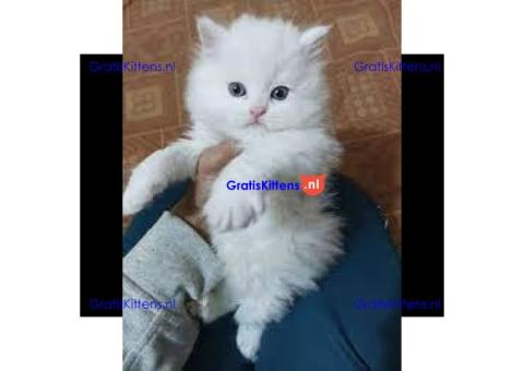 gezonde Perzische kittens voor adoptie