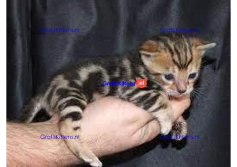 intelligente Bengaalse kittens voor adoptie